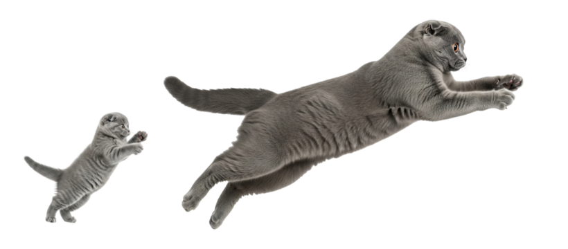 An adult Scottish Fold cat leaps gracefully alongside its playful kitten in a bright and clear environment, showcasing their agility and joyful interaction in a moment of fun.
