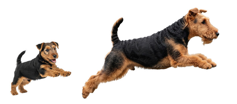 An adult Welsh Terrier and a playful puppy are captured in mid-jump, showcasing their energy and bond. Both dogs are isolated on a white background, highlighting their features and movement.