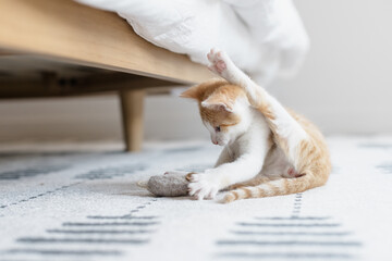 Adorable, playful kitten