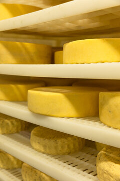 Cheese wheels