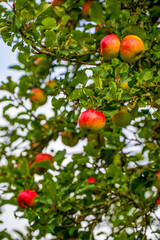 Ripe Red and Yellow Apples Hanging on a Branch in a Lush Green Orchard