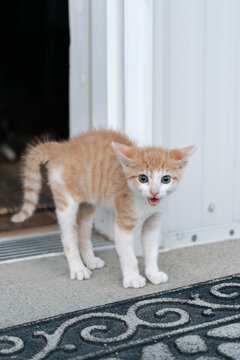 A scared kitty cat