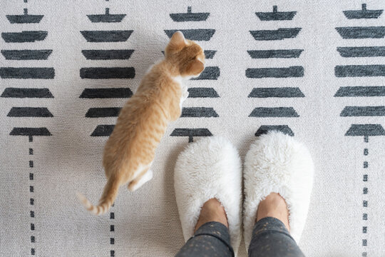 Adorable, playful kitten