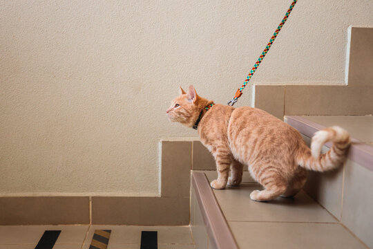 Ginger cat exploring stairs on a leash