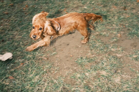 Dog running