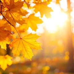 Fototapeta premium Close-up of golden maple leaves illuminated by sunlight in autumn