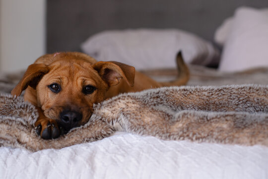 puppy on bed