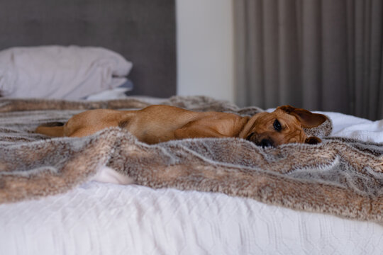 puppy on bed
