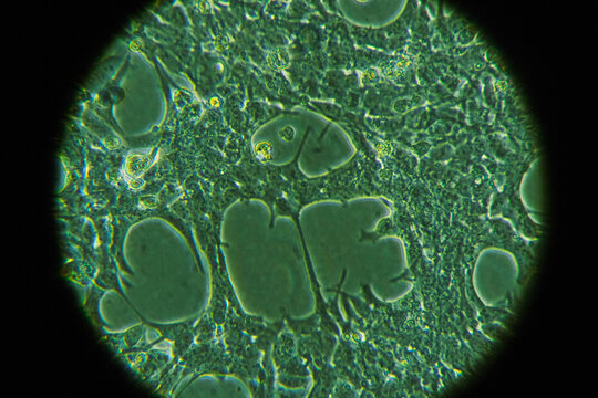 Microscopic View of Organic Cells Under Green Filter