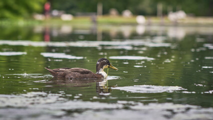 Duck Swimming in Tranquil Pond