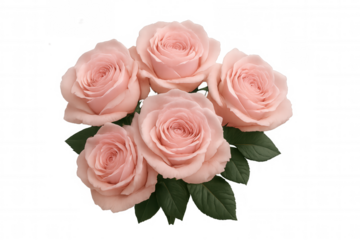 Pink rose bouquet with green leaves appearing on transparent background, conveying romance, beauty, and celebration concept