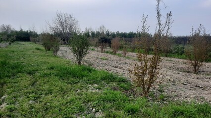 landscape with trees and grass