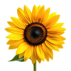 Fototapeta premium Bright yellow sunflower with dark center, isolated on black. Detailed petals and green leaf