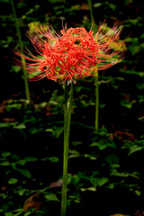 風の郷公園の彼岸花