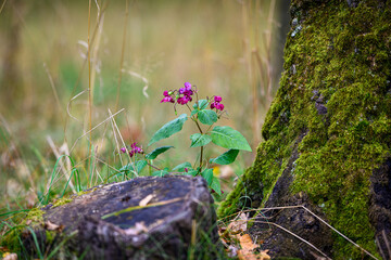 Wild pink Himalayan balsam flower growing beside moss-covered tree trunk in forest, close-up of small plant in natural woodland environment with soft green background