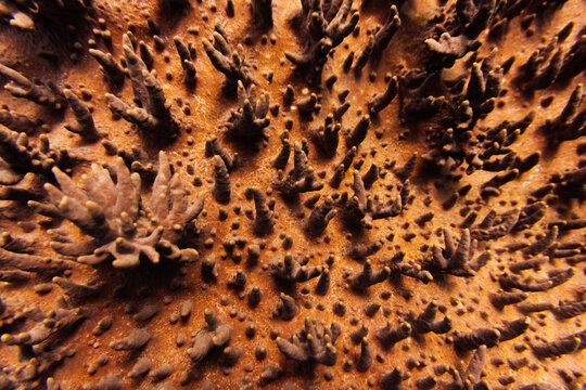 Vibrant Coral Reef Structures underwater