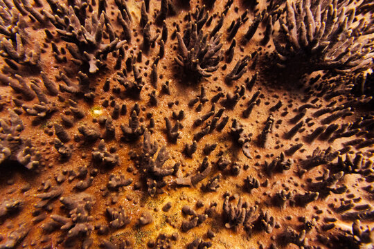 Vibrant Coral Reef Structures underwater