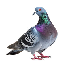 Naklejka premium Detailed close-up of a pigeon with iridescent feathers on a black background