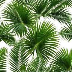Fototapeta premium Lush green palm leaves on a dark background, nature's vibrant display