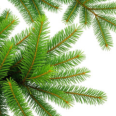 Obraz premium Close-up of vibrant green fir tree branches. Natural texture and detail