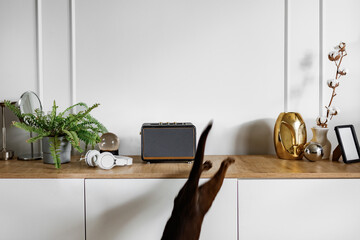 A cat listens to music at home