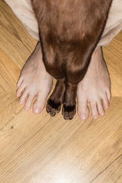 The legs of a man and a cat stand amusingly together at home
