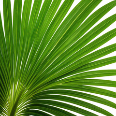 Obraz premium Close-up of vibrant green palm leaf, detailed veins and textures