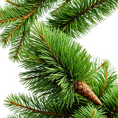 Close-up of vibrant green pine needles and a brown pinecone against black