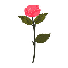 Bright pink rose. Flower on a slightly inclined stem. Vector illustration isolated on a white background.