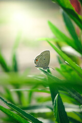 butterfly on a green grass