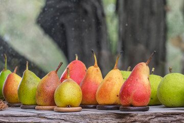 Verschiedene Birnensorten (Pyrus)