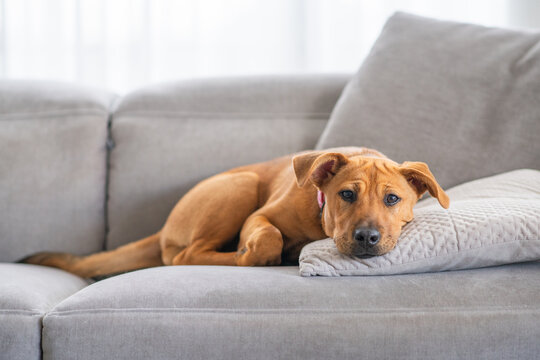 puppy on sofa