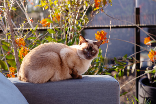 cat sitting on outdoor sofa