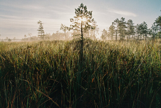 Morning Mist Over Lush Marshland with Sunlight Shining Through  Tree