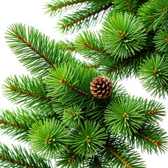 Close-up of vibrant green fir tree needles with pine cone detail