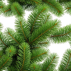 Fototapeta premium Lush green Christmas tree branches against black background