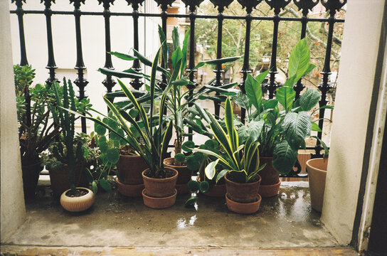 House plants soaking in the rain on balcony
