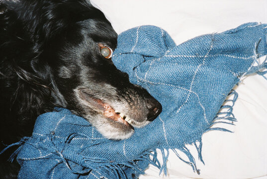 Playful Black Dog Ready to Pounce