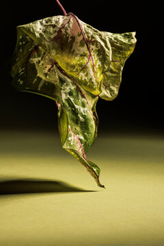 Caladium leaf