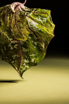 Caladium leaf