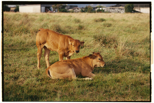 Cows chilling
