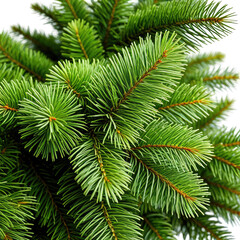 Fototapeta premium Close-up of vibrant green evergreen needles. Detailed texture, perfect for nature themes