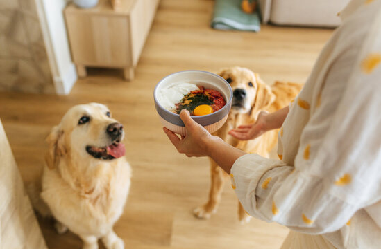 Feeding raw dog food to two excited golden retrievers at home