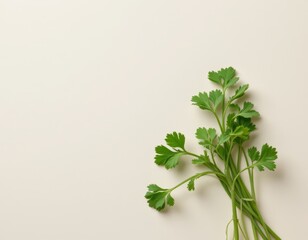 Fresh Parsley Herb on Beige Background
