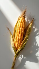 Fresh Corn on the Cob Still Life