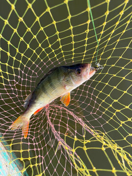 Caught Fish On Hook