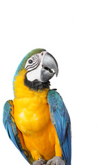 colorful parrot isolated on white background (2)