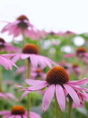 purple flower in the garden