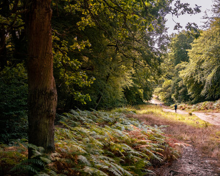 Epping Forest area area with bright sunlight