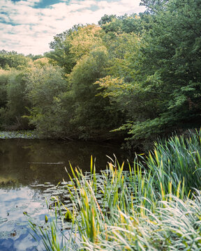 Epping Forest area area with bright sunlight